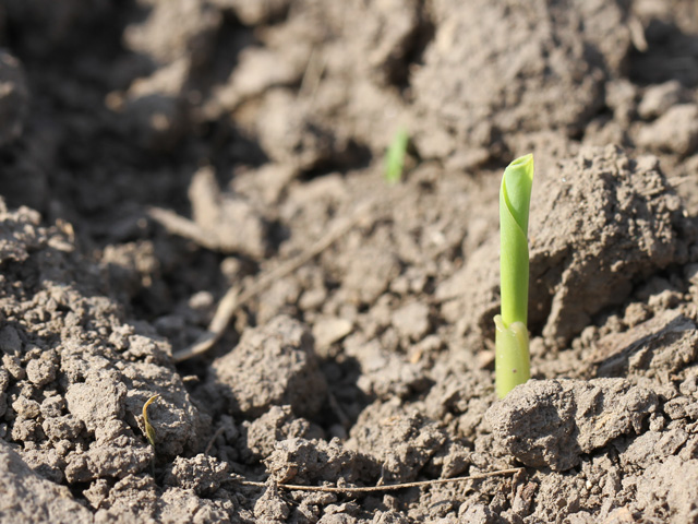 Corn begins to spike in a central Illinois field near Decatur. Corn generally emerges seven to 10 days after planting, but cool soil temperatures have delayed germination in some regions. (DTN photo by Pam Smith)